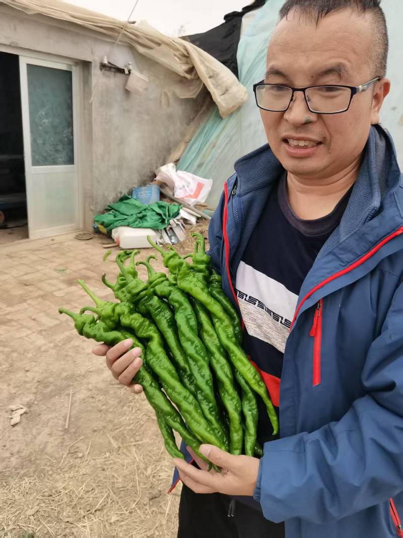 精品螺丝椒鲜辣椒大量供应产地一手货源欢迎来电采购