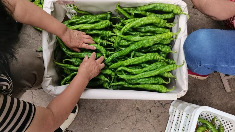精品螺丝椒鲜辣椒大量供应产地一手货源欢迎来电采购