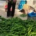 精品螺丝椒鲜辣椒大量供应产地一手货源欢迎来电采购