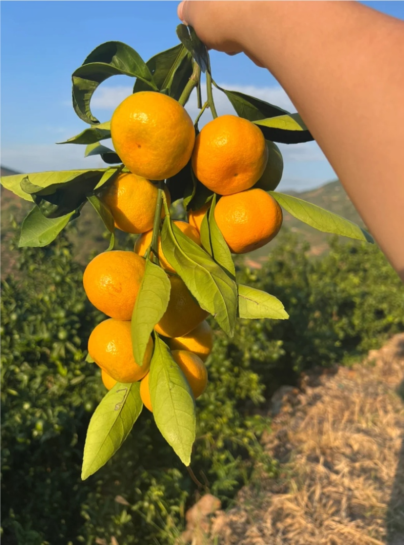 湖北蜜橘口感甜皮薄果型号品质保证诚信经营对接各大平台