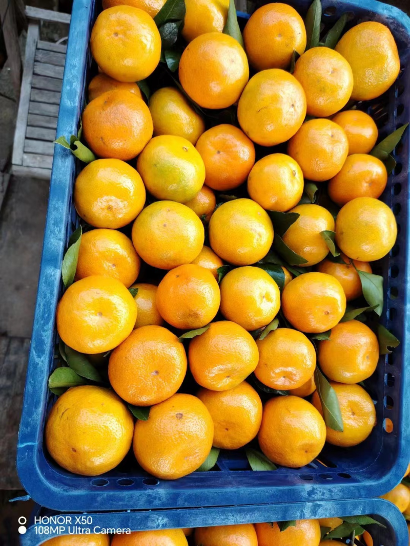 湖北蜜橘口感甜皮薄果型号品质保证诚信经营对接各大平台