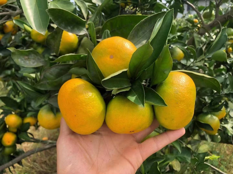 湖北蜜橘口感甜皮薄果型号品质保证诚信经营对接各大平台