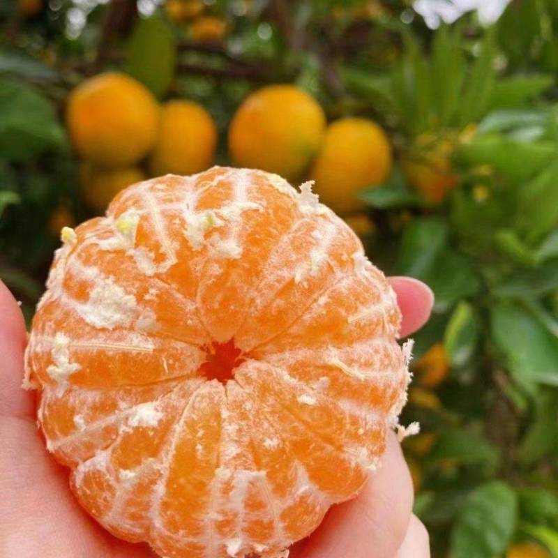 湖北蜜橘口感甜皮薄果型号品质保证诚信经营对接各大平台