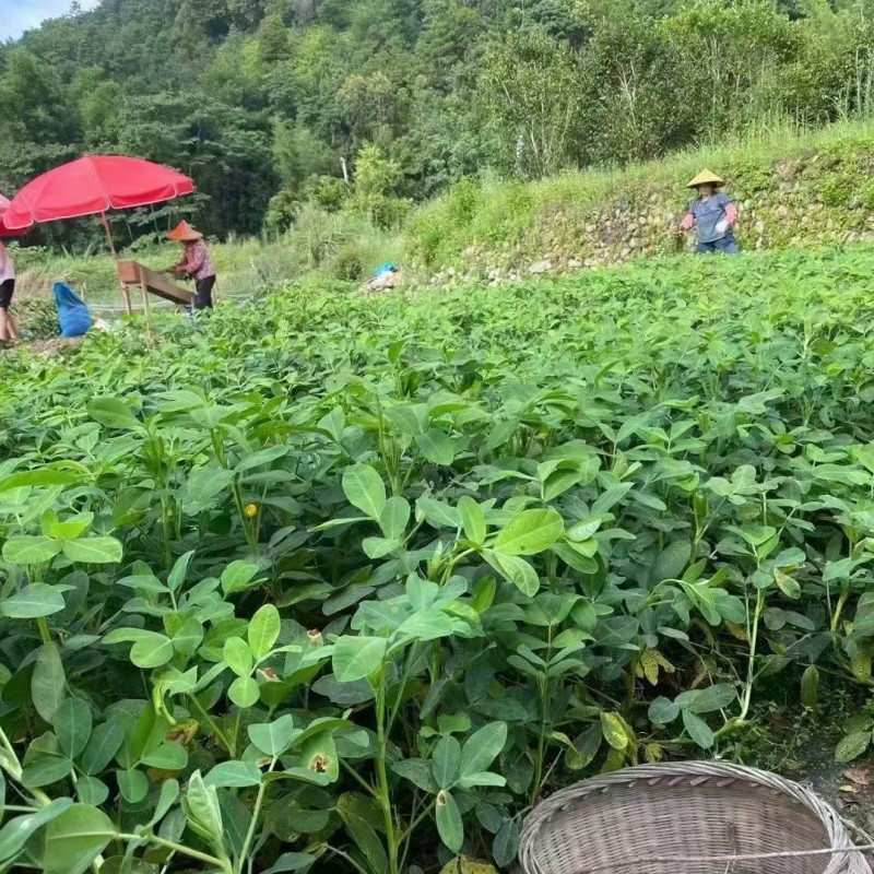 水煮花生