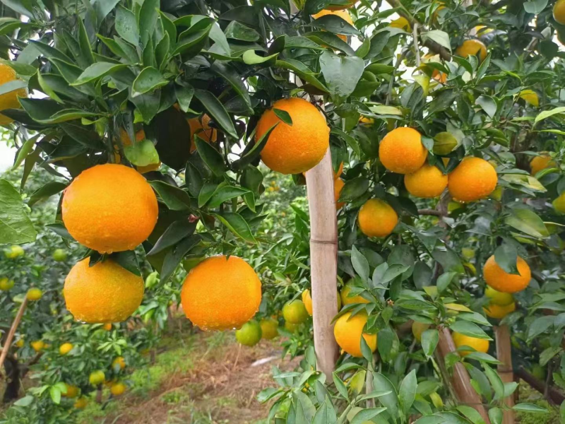 湖北蜜橘大量供应电商超市优选货源可视频看货童叟无欺
