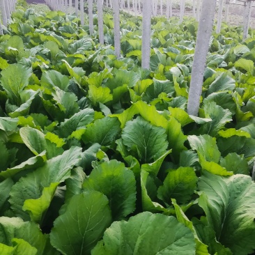 1500斤新鲜芥菜，价格可议，电话***********