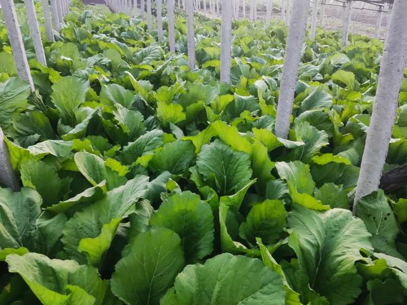 1500斤新鲜芥菜，价格可议，电话***********