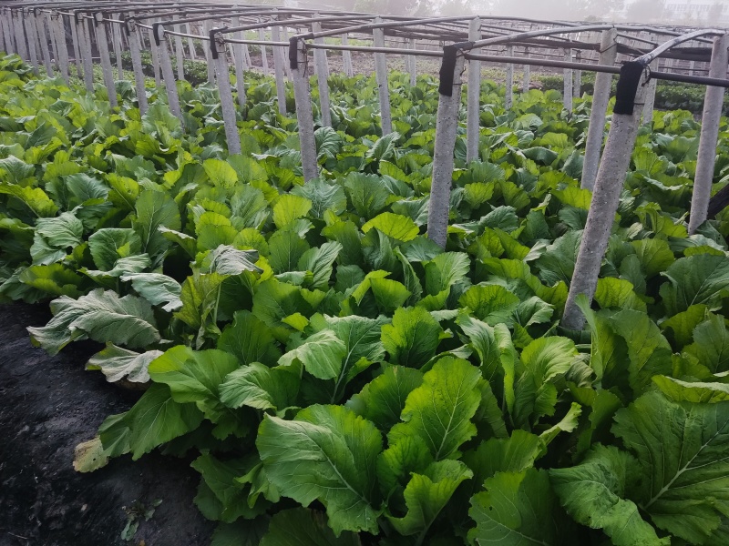 1500斤新鲜芥菜，价格可议，电话***********