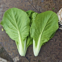 江苏南通精品杭白菜毛白菜小白菜基地直供，量大从优