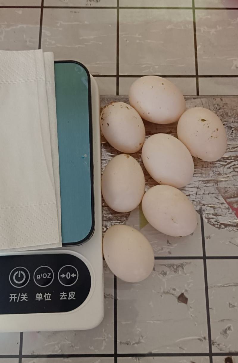 新鲜鸽子蛋