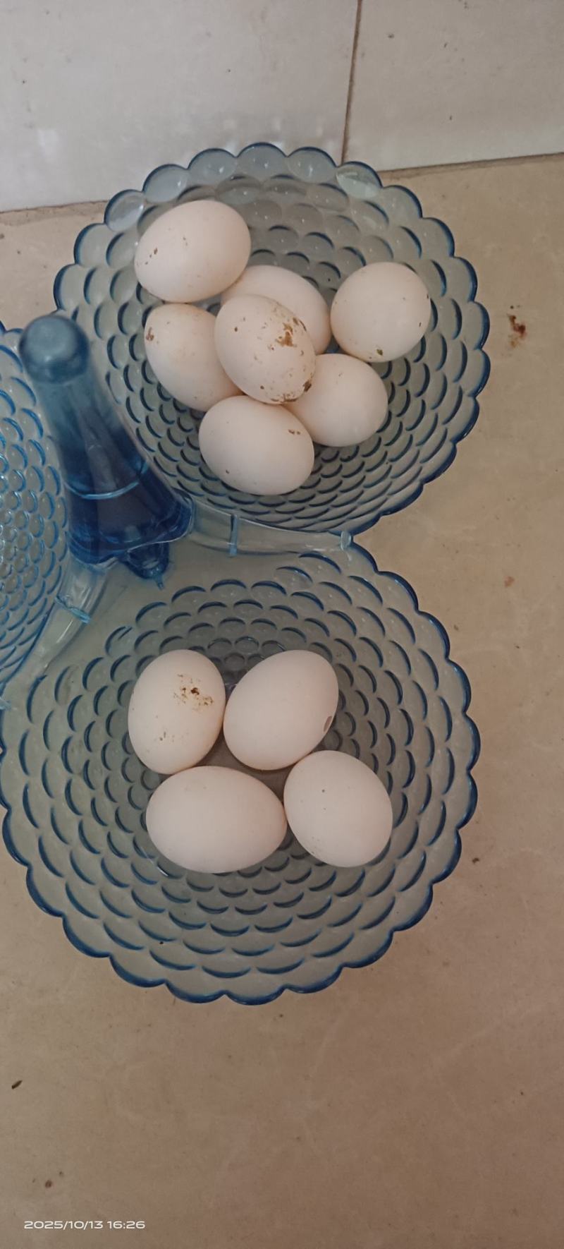 新鲜鸽子蛋