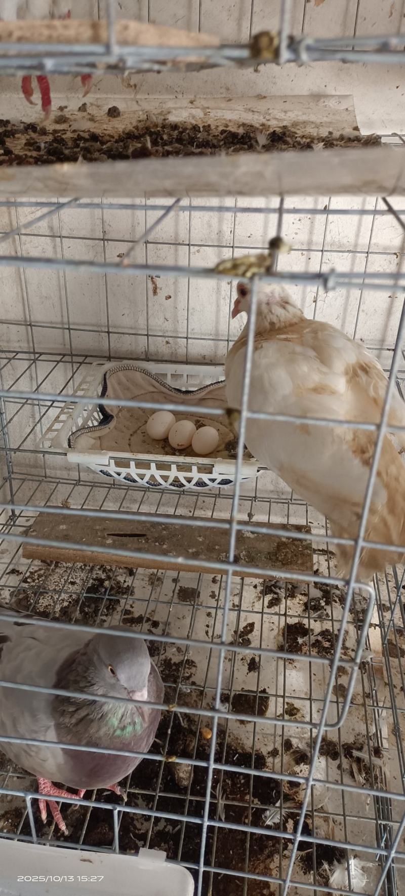 新鲜鸽子蛋