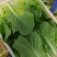 江苏南通精品杭白菜毛白菜小白菜基地直供，量大从优