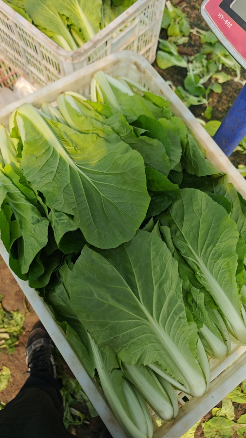 江苏南通精品杭白菜毛白菜小白菜基地直供，量大从优