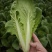 江苏南通精品杭白菜毛白菜小白菜基地直供，量大从优