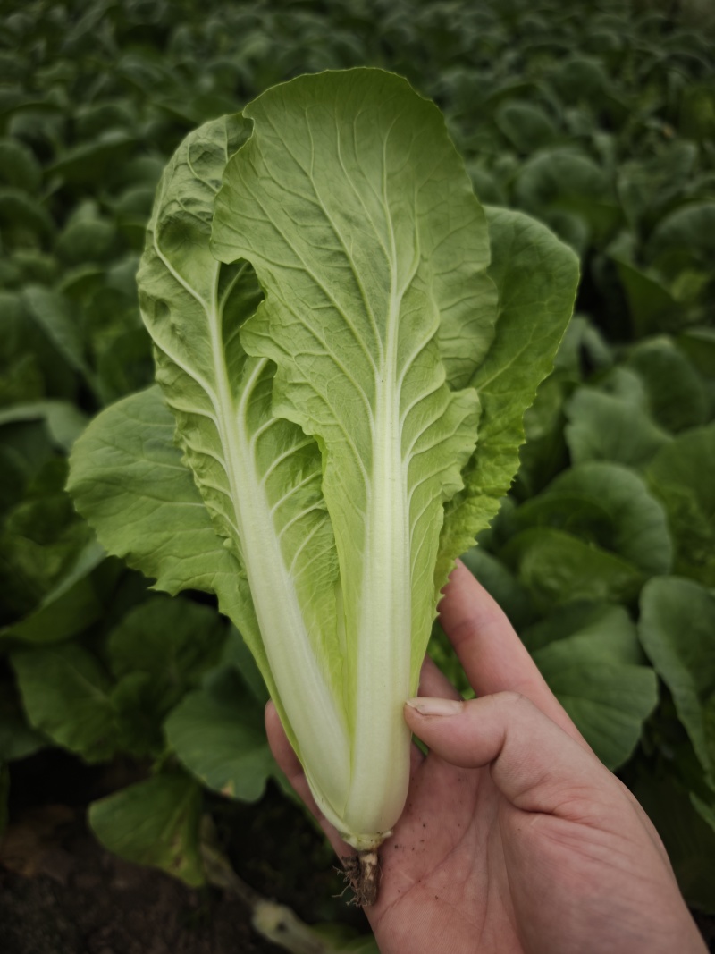江苏南通精品杭白菜毛白菜小白菜基地直供，量大从优