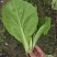 江苏南通精品杭白菜毛白菜小白菜基地直供，量大从优