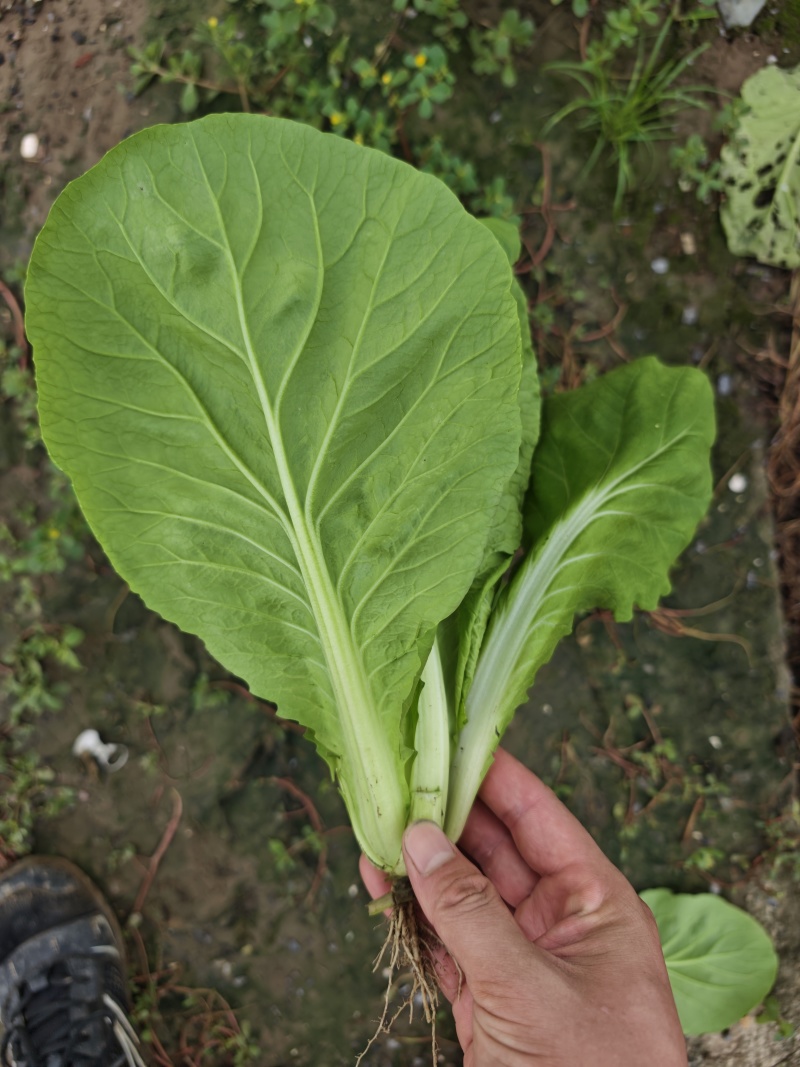 江苏南通精品杭白菜毛白菜小白菜基地直供，量大从优