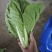江苏南通精品杭白菜毛白菜小白菜基地直供，量大从优