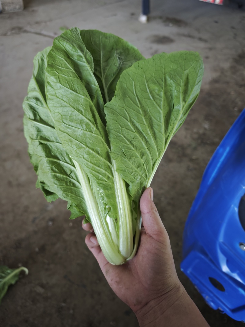 江苏南通精品杭白菜毛白菜小白菜基地直供，量大从优