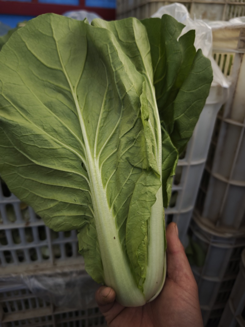 江苏南通精品杭白菜毛白菜小白菜基地直供，量大从优