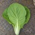 江苏南通精品杭白菜毛白菜小白菜基地直供，量大从优