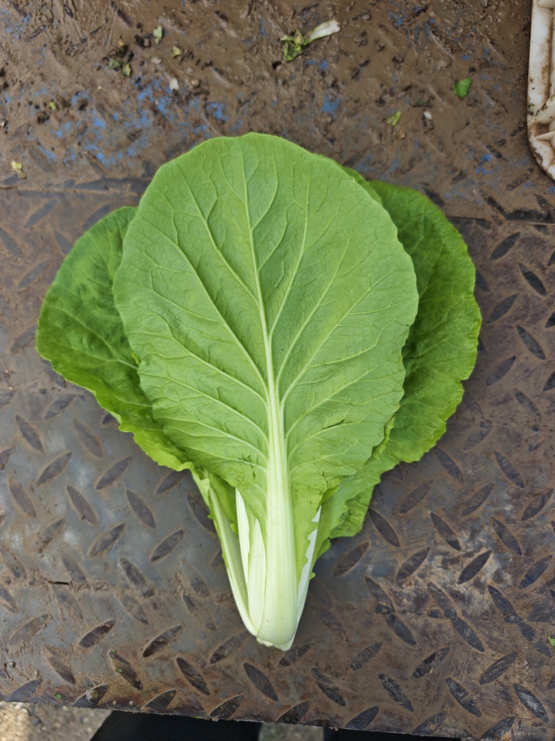 江苏南通精品杭白菜毛白菜小白菜基地直供，量大从优