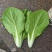 江苏南通精品杭白菜毛白菜小白菜基地直供，量大从优