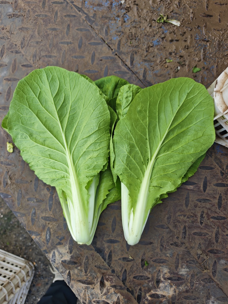 江苏南通精品杭白菜毛白菜小白菜基地直供，量大从优