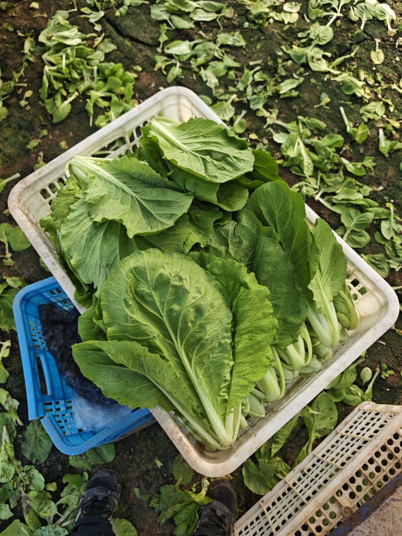 江苏南通精品杭白菜毛白菜小白菜基地直供，量大从优