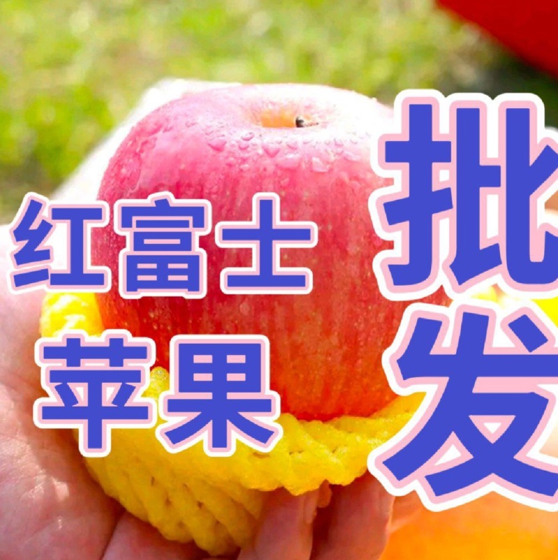 精品山东富士苹果品质保证产地直发价格优惠实力商家