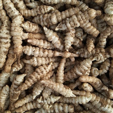 螺丝菜