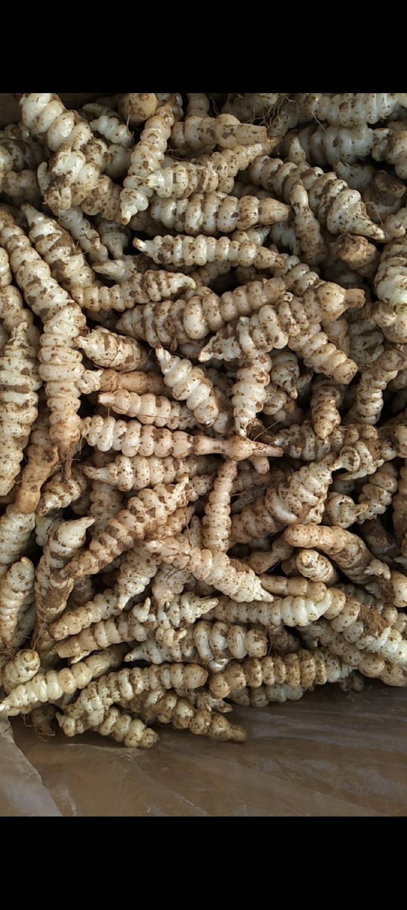 螺丝菜