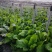 新鲜芥菜1000斤天津本地可送价格可议