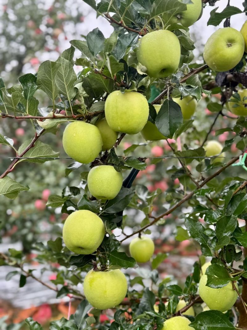 瑞雪苹果甜无酸