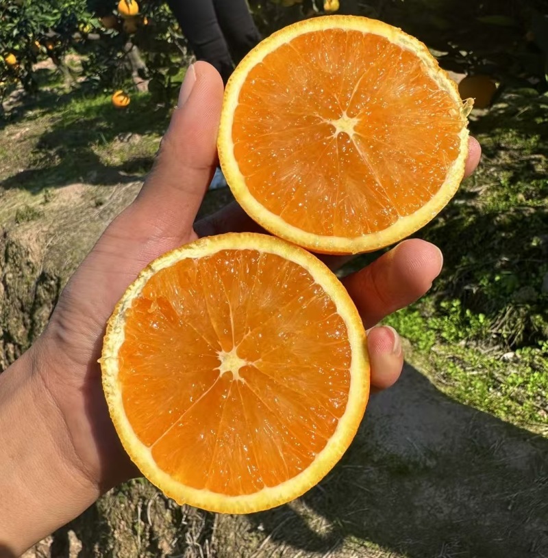 湖北纽荷尔脐橙货源充足口感甜供超市电商批发市场，童叟无欺