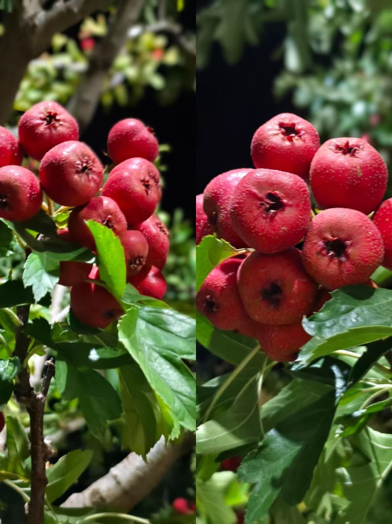 山楂，红果