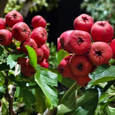 山楂，红果