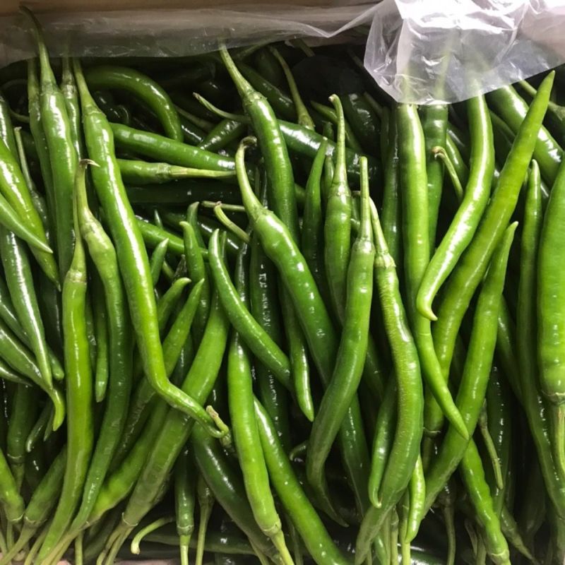 【推荐】陕西渭南精品辣椒大量上市货源充足欢迎咨询