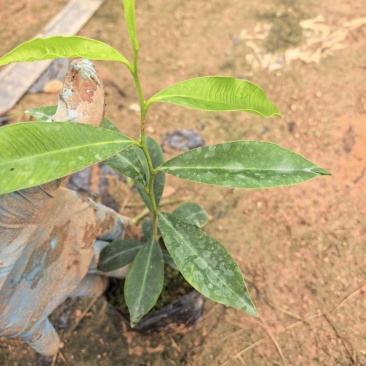 沉香苗沉香树苗自家基地成活率高量大价格优惠