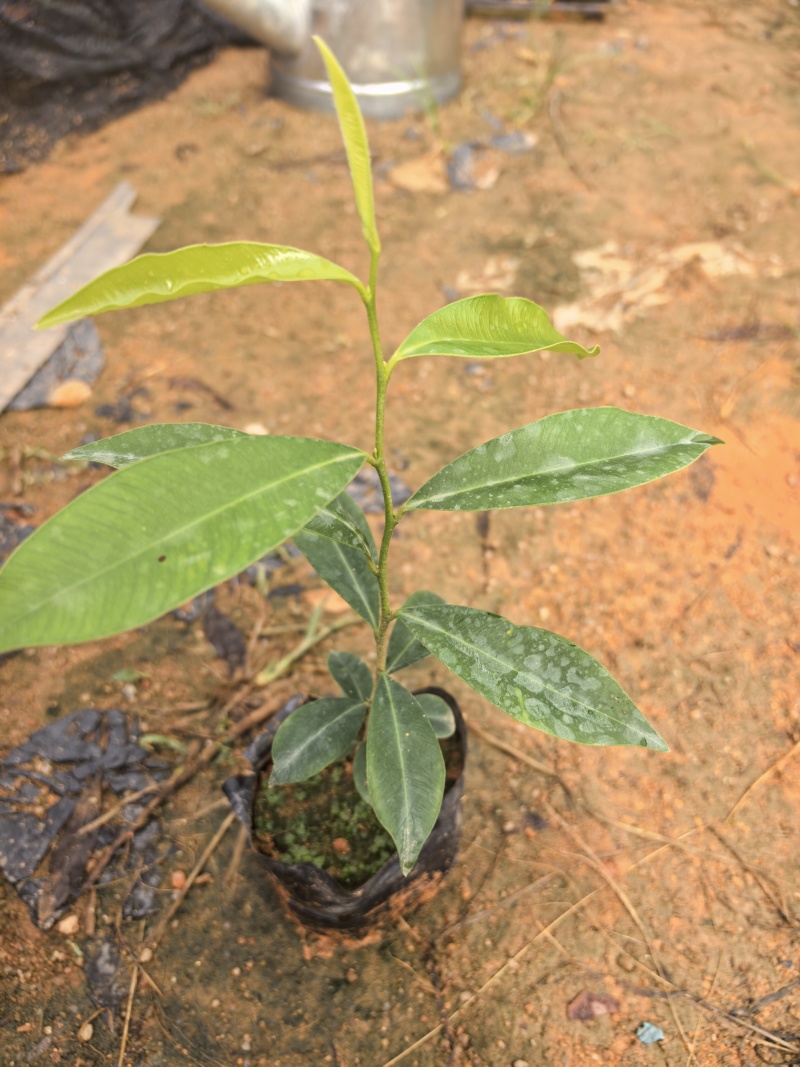 沉香苗沉香树苗自家基地成活率高量大价格优惠