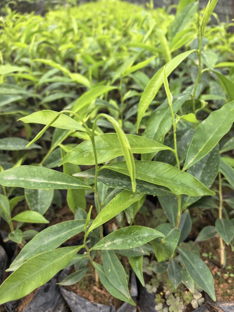 沉香苗沉香树苗自家基地成活率高量大价格优惠