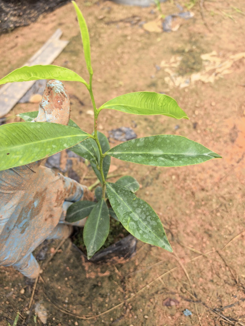 沉香苗沉香树苗自家基地成活率高量大价格优惠