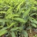 沉香苗沉香树苗自家基地成活率高量大价格优惠