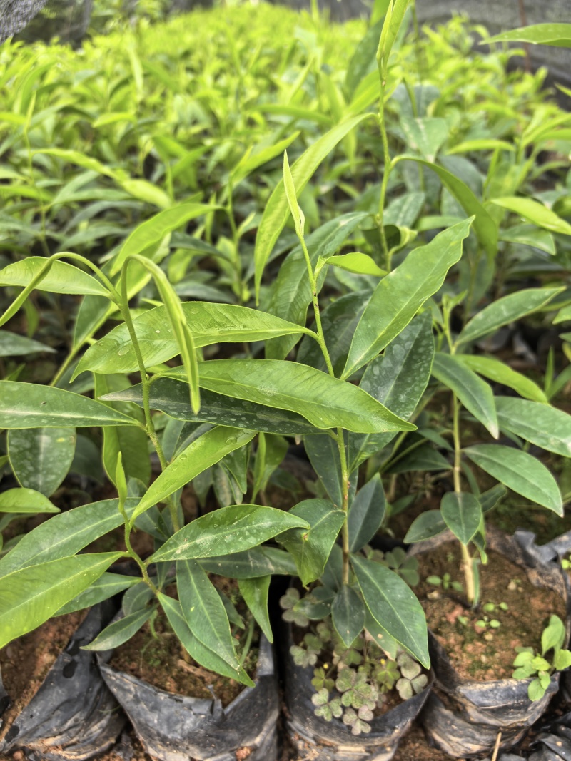 沉香苗沉香树苗自家基地成活率高量大价格优惠