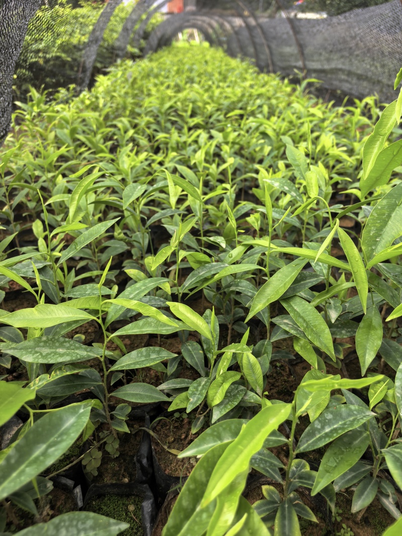 沉香苗沉香树苗自家基地成活率高量大价格优惠