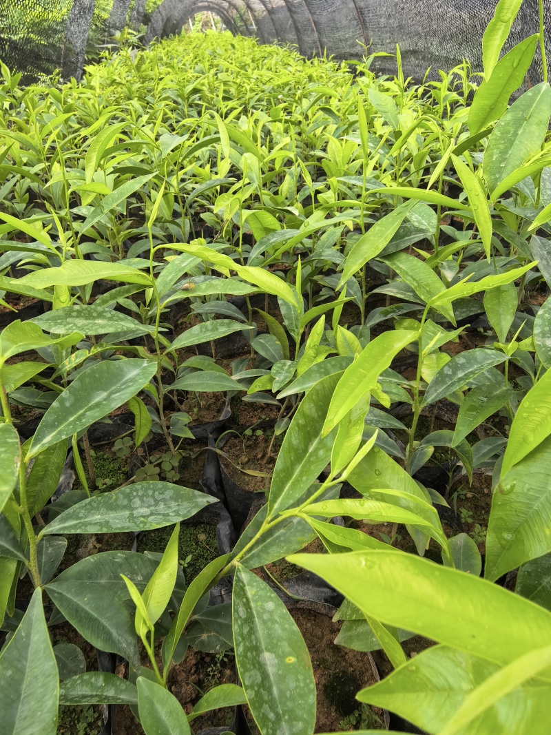 沉香苗沉香树苗自家基地成活率高量大价格优惠