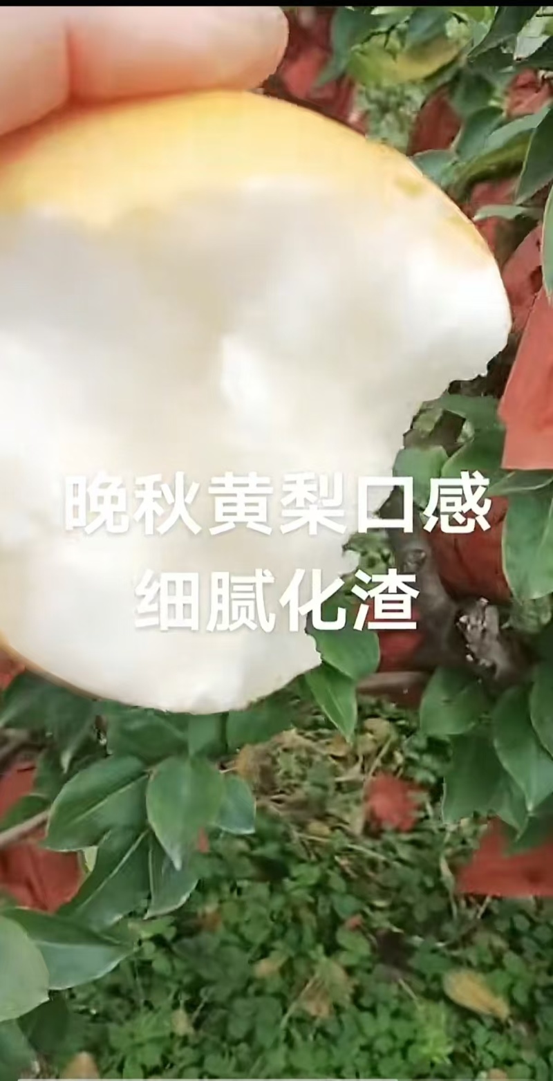 安阳内黄晚秋黄梨大量上市，口感超甜，水多没渣