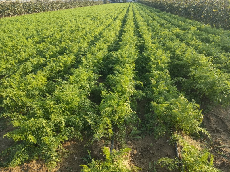 纯沙土地，水果胡萝卜，小顶，