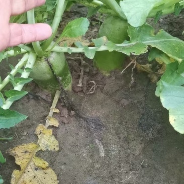 绿萝卜水果萝卜河北基地直供质量保证一手货源全国发货